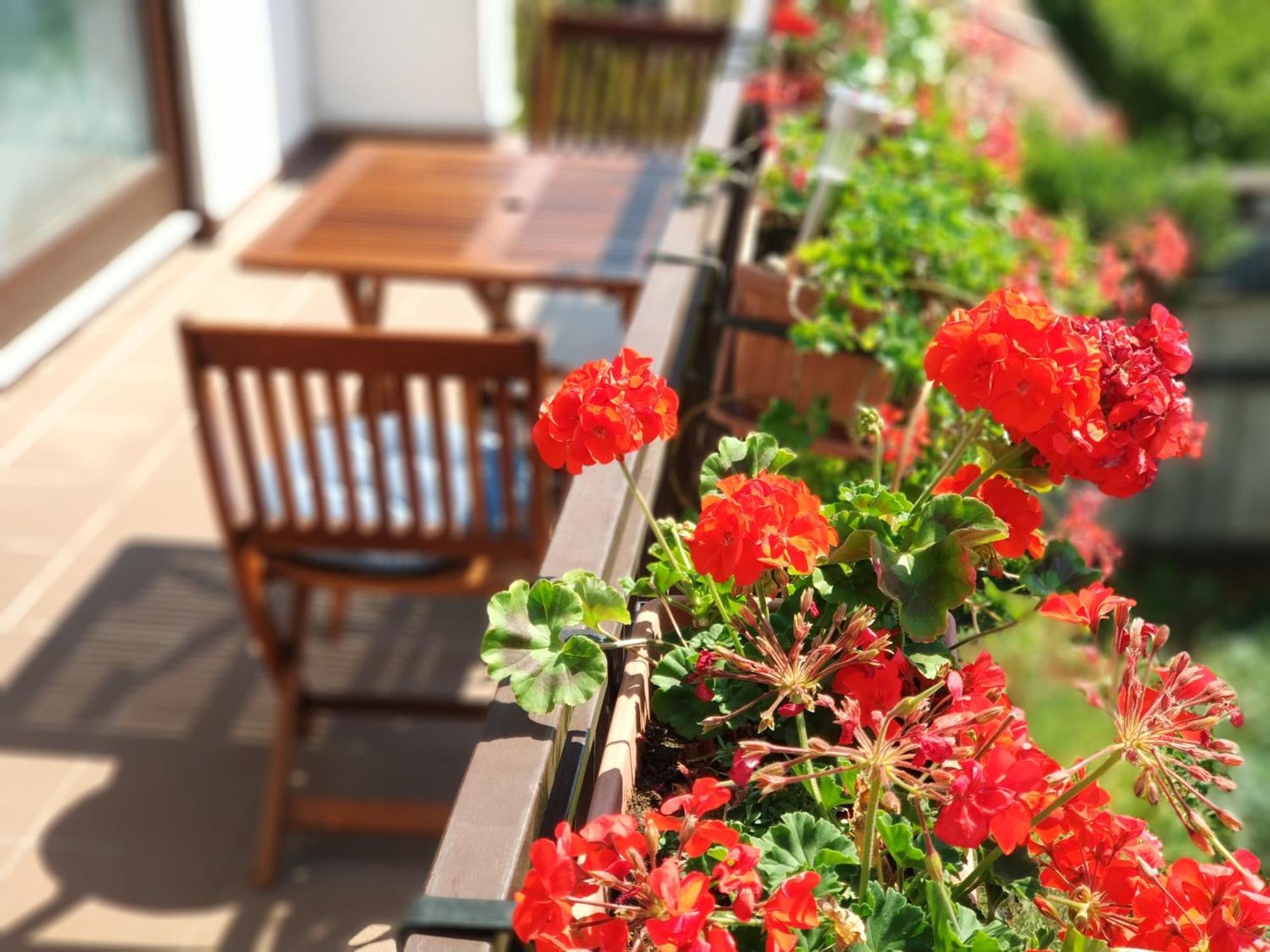 Amelie Apartments Poreč Dış mekan fotoğraf